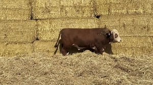 Dark red, deep, and very docile. TH Advance 4263 should add a lot weight and produce a beautiful set of females. This dude will sell December 19th at our 5th Annual Bull Female Sale. Mark your calendars! Viewing starts at 2pm with the sale starting at 6pm. We’ve decided to host this year’s bull sale at the Morehead Ranch, but if you can’t make it, watch and bid online at @dvauction www.threehillsranch.com for more info as well as to see our catalog and view all videos. #threehillsranch #hereford