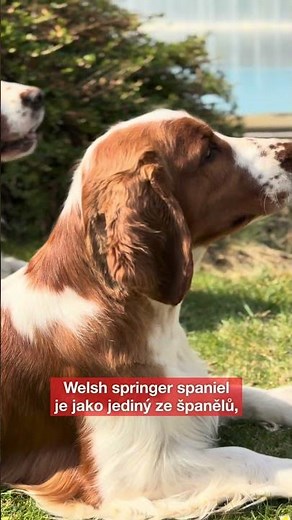 🐶 Welsh Springer Spaniel má pro vás zajímavost.
