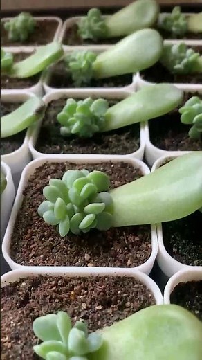 Look at These Cute Baby Succulents Growing from Leaves! 🍃🌱
