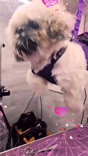 Little Teddy trying out his swimming technique whilst being dried.. how cute is he ❤️#dogsofinstgram #cutedogs #busyday #dayofadoggroomer #justgoswimming | Groomed2Pawfection