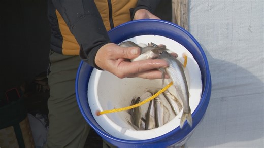 Cold weather brings smelt fishing back to Midcoast Maine