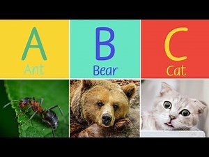 Learn Alphabet with Animals | A to Z Animals | Animals Alphabet | Animals Abc | Animals | A to Z