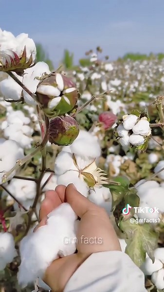 Collecting Cotton: A Traditional Harvest
