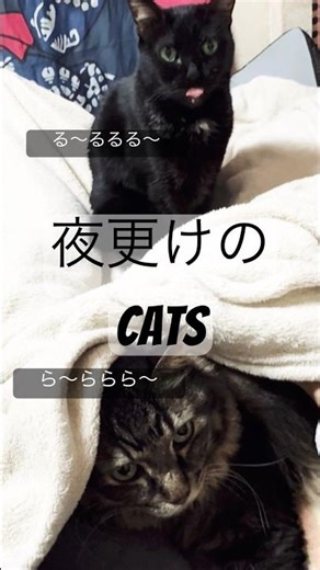 ╰ᘏᗢ 夜更けの(ス)キャッツ ᗢᘏᓗ #猫動画 #ショート動画 #catvideos