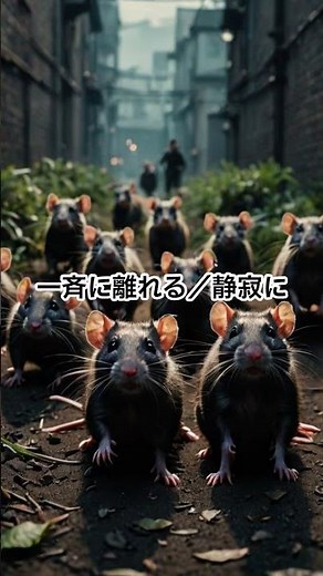 ネズミ撃退音｜高周波で屋根裏＆倉庫を守る【配線・食害防止】