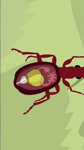 The beetle with a unique defence tactic #NHM #Beetle #Insects