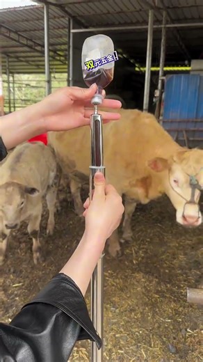 Veterinary syringes #cattlefarmers #veterinarymetalsysyringes #footandmouthdiseaseinswinecauries