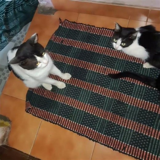 😺👍🏻