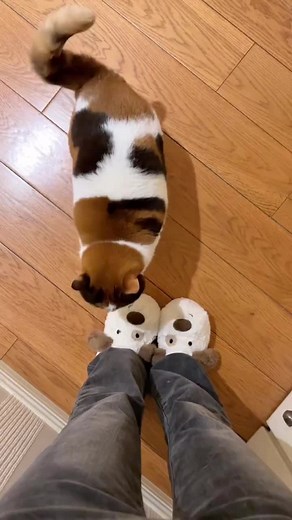 #cat #kitty #cutecat #funnycat #catsoftiktok | Calico Cat