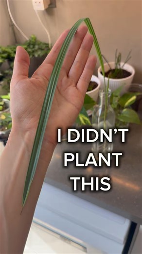 Accidental Date Palm Growing Inside My Pothos | Full Rescue & Repot
