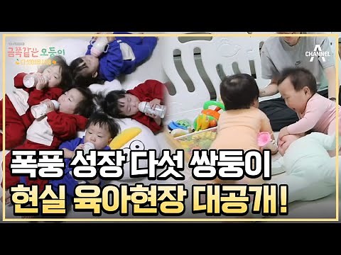 군인 부부에게 찾아온 전설의 시작! 무려 오둥이 출산?! | 채널A 프라임 다큐 금쪽같은 오둥이 다섯이옵서예 1 회