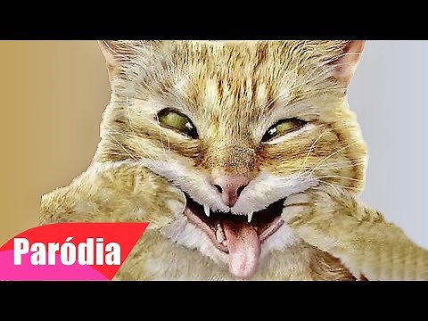 Funny Animal Videos - Try Not to Laugh (Full) Best Parodies