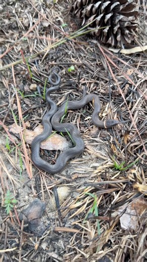 Can you identify all of these snakes? #snakes #nature #animal