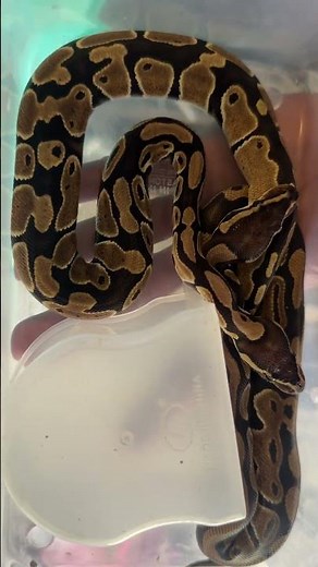 Golden Python 🐍✨ | Chatte Wala Pattern पाहिलं का? 🔥 #TheRaMaWay