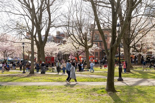 Cherry Blossom Festival 2026 | Wooster Square Park, New Haven — Historic Wooster Square Association