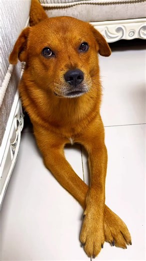 Xiaopang Funny Dog Video 😂 Watch till End 😁 #xiaopang #funny #dog #dogoftiktok #fyp