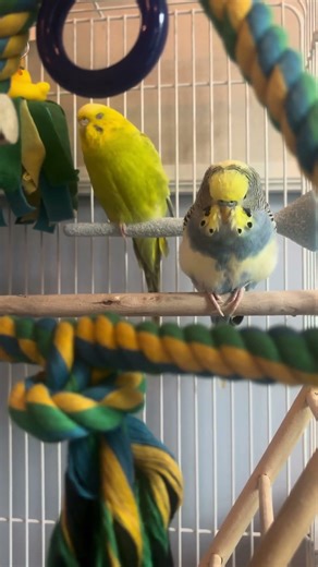 Trying out that swing again… #shorts #birds #budgies #parakeet #cute