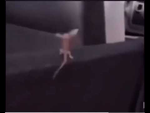Lizard dies