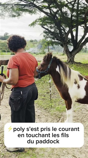 💥 Quand Poly Pocket a touché le courant du paddock, il a eu la frayeur de sa vie ⚡😢 Depuis, impossible pour lui d’entrer ou de sortir sans paniquer… il fonçait littéralement comme un boulet de canon 🎯 Alors on a repris les choses calmement, pas à pas. 👉 Je l’ai laissé observer les fils, les sentir, analyser. 👉 À chaque avancée, on faisait une pause, on respirait ensemble. 👉 Je lui parlais doucement, pour le rassurer, pour qu’il sente qu’il pouvait me faire confiance 🫶 Après 1h30, les prog