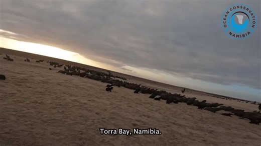 Torra Bay is remote, far from any city, road, or industry. But plastic still found a way to this place that should be a safe haven for marine animals, and this seal got caught in a black box strap, discarded by human hands.A single loop of hard plastic, left whole and uncut, nearly turned deadly. In 2025, there’s no longer an excuse. We know what plastic does. We know how to prevent this. But for some, knowing isn’t enough to change their behaviour. The ocean should be a place of freedom for the