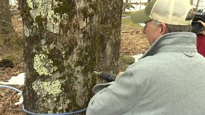 Celebrating maple season and the research behind Vermont’s liquid gold