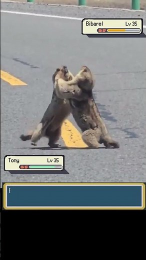 Two WILD Bibarel Attack EACH Other Real Life Pokemon #pokemon #pokemonbattle #pokémonvgc #pokémon