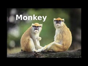 Baby Dolittle World Animals Interactive Flash Cards 2001 DVD