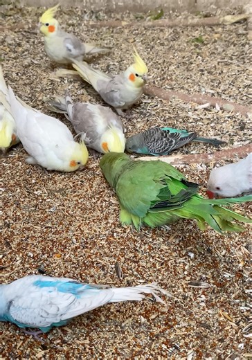 Parakeets chirping #asmr #birds #birdsavairy