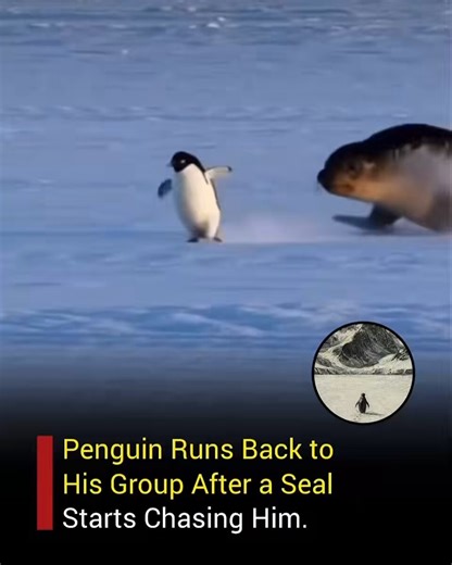There's currently of a clip of a penguin getting chases my a walrus and its going viral right now😂😂😂Literally a Nietzschean Runner.Everyone is making memes of it and 500k views in 7 hours.in the bottom right of the video there is literally a picture of the Nietzschean penguin.