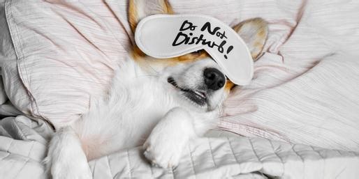 Do You Know These "Dog" Words And Phrases?