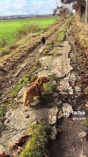 Anti-Jagd-Training scheint erfolgreich zu sein 😍 bin sehr stolz auf meine Mädels! #trainierenstattdominieren #positiveshundetraining #happydogs