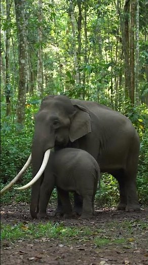 Rare Footage of African Forest Elephants in Their Natural Jungle Habitat 🐘