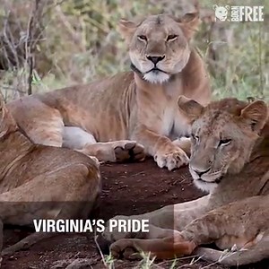 198K views · 6.4K reactions | Meru National Park, in Kenya, is a special place for Born Free, as the home of Elsa the lioness. Elsa's legacy lives on through the 60-80 lions who live there today, including six prides. Thanks to your generosity, we can continue our work to protect this precious lion population. | Born Free Foundation | Facebook
