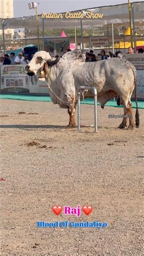 😱Gir Bull Raj 🔥ICS RAJKOT #bull #girbull #ytshots