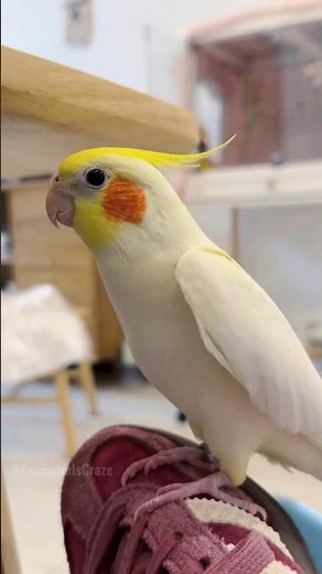 Such a cute singer, right? 🎶🦜❤️ #cockatielscraze