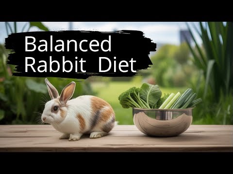 Rabbit Nutrition Secrets EXPOSED What's Best For Urban Farming