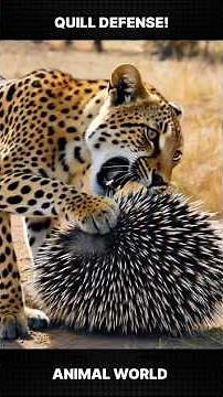 Leopard Tries to EAT a Porcupine! #leopard #porcupine #wildlife #animals