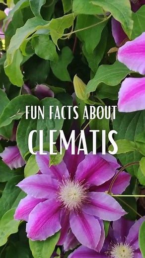 Did you know that there are over 200 species and hundreds of hybrids of clematis? There are saucers, bells, tube-shapes, tulips, open bells, doubles, and semi-doubles. Take a look! 🌸 Almanac.com/clematis-varieties-climbing-vines-bush-types | The Old Farmers Almanac