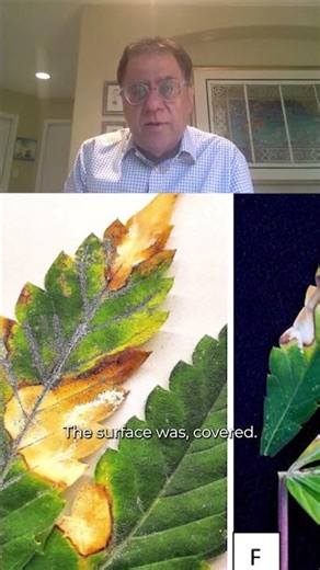 White Spots on Your Cannabis Plants? Watch This