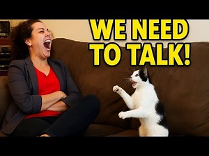 POV: Your Cat Learns How to Talk and Won’t Stop Complaining