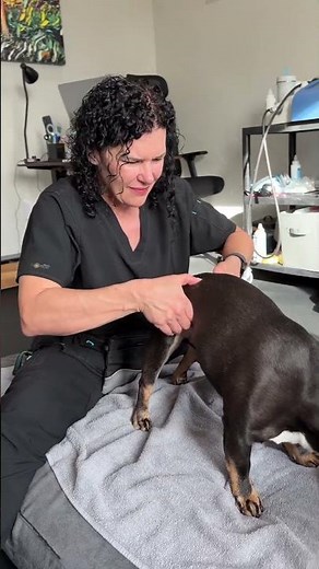 IVDD Recovery Using EMTT & Chiropractic Care