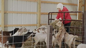 Farm girl feeds goats in a barn, helps parents on the family farm