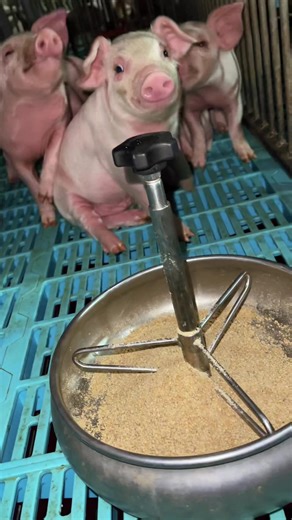 รีวิว145Day หัดกินอาหาร #คนเลี้ยงหมู #pig #funny #ฟาร์มหมู #แรงงานไทยในต่างแดน