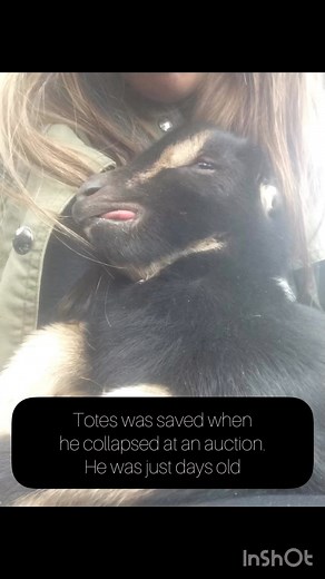 12K views · 144 reactions | Today is a big day! Its Totes 7th...