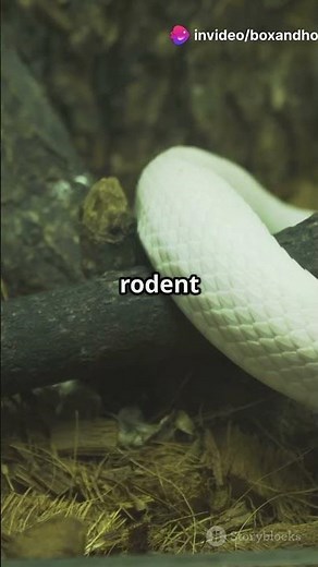 I Spent 30 Days with SNAKES in Alabama and Here's What Happened