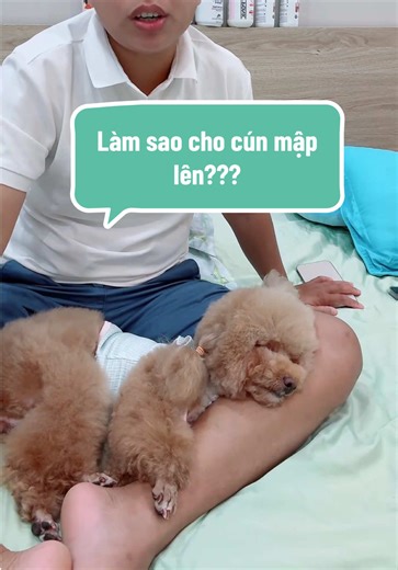 Cách giúp chó cún tăng cân khỏe mạnh