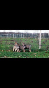 Les bébés avec les adultes 🐺 | Elevage de chiens loups tchecoslovaques the ending of hell wolves