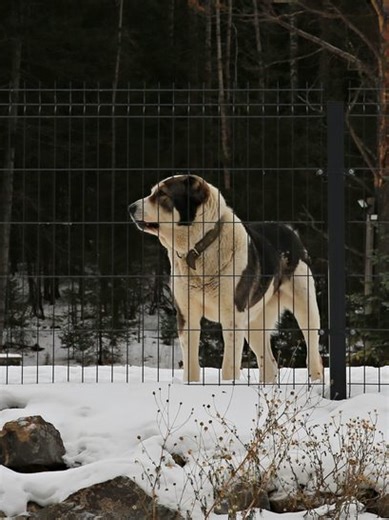 Guardian Giants: How Central Asian Shepherds Protect Your Property Discover the fascinating world of Guardian Giants, the Central Asian Shepherds known for their loyalty and protective nature. Watch as these majestic dogs showcase their innate ability to safeguard your property with strength and intelligence. Learn about their history, characteristics, and how they can be trained to be reliable guardians of your home and loved ones. #centralasianshepherddog #puppy #doglover #dogbreeds #animals #