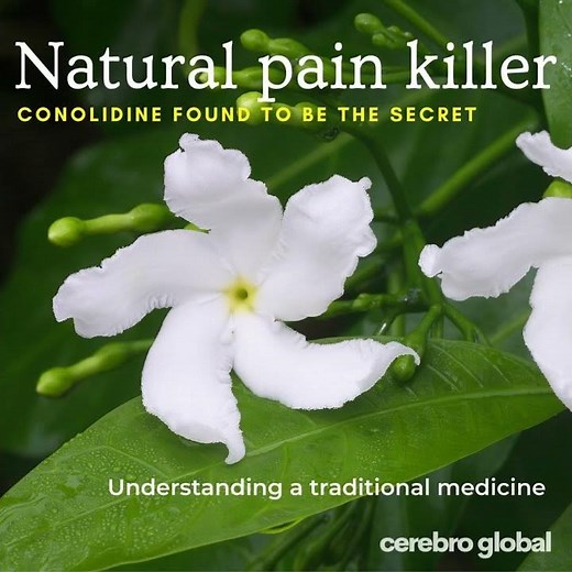 Conolidine (Cerebro Global)