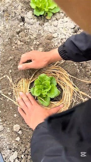 Early Spring Planting Hack or Lose Everything 😱#gardeningtips #gardeningideas